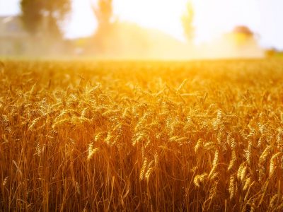 Stockfoto graanveld royalty free download